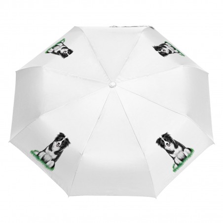 Parasol Border Collie