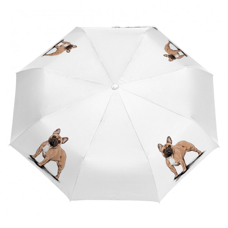 Parasol Border Collie