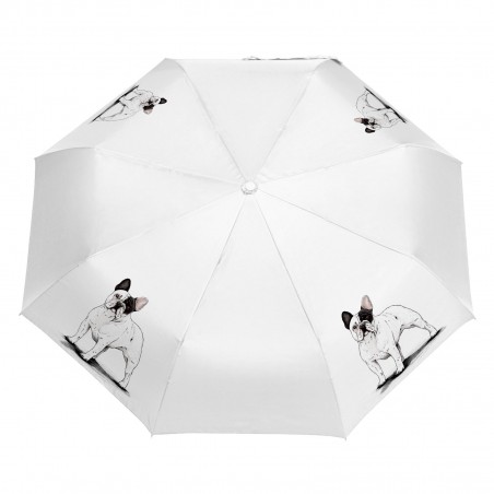 Parasol Border Collie