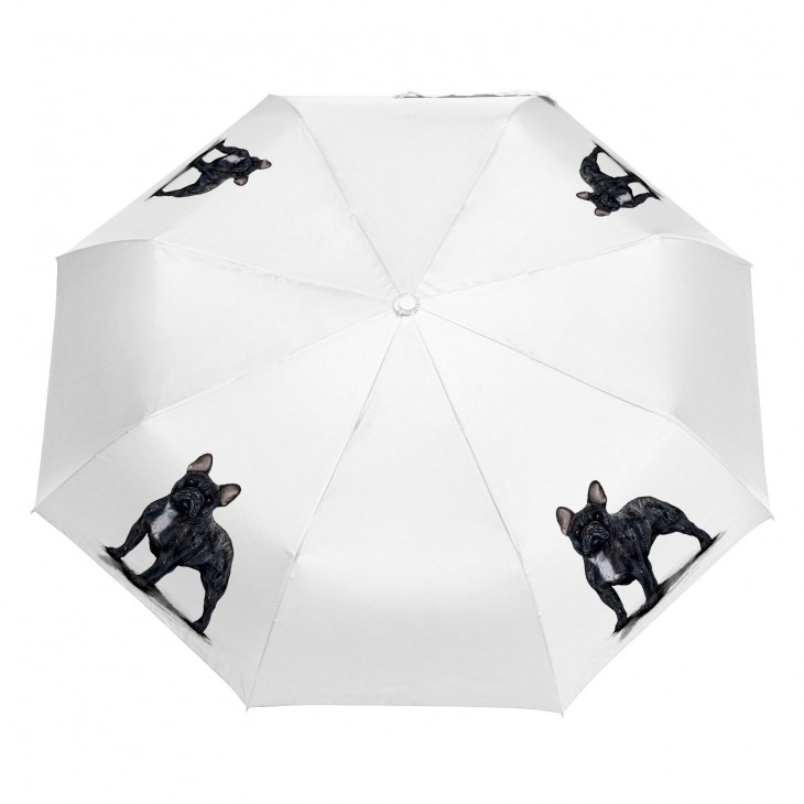 Parasol Border Collie