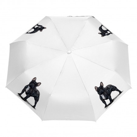 Parasol Border Collie