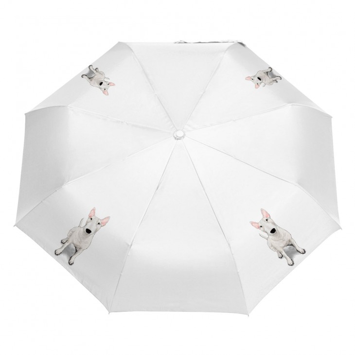 Parasol Border Collie