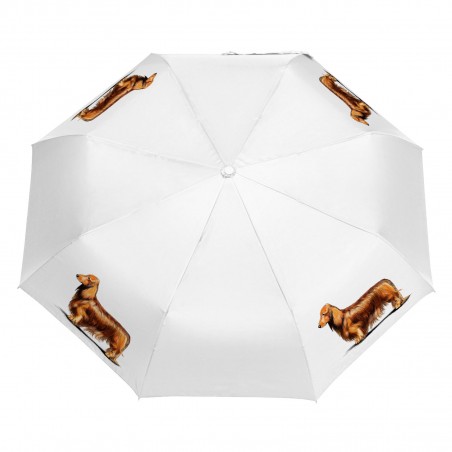 Parasol Border Collie