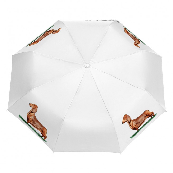 Parasol Border Collie