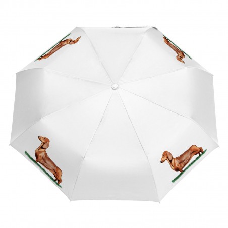 Parasol Border Collie