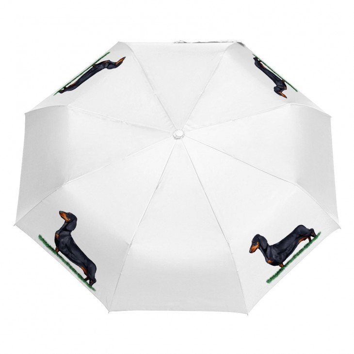 Parasol Border Collie