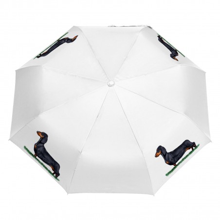 Parasol Border Collie