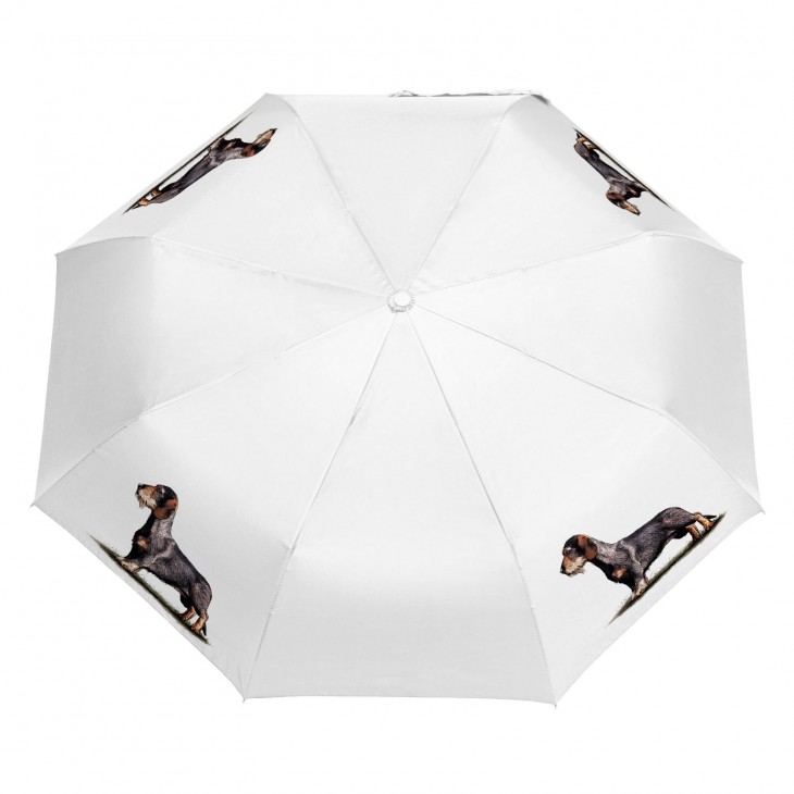Parasol Border Collie