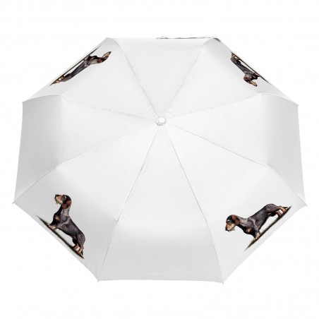 Parasol Border Collie