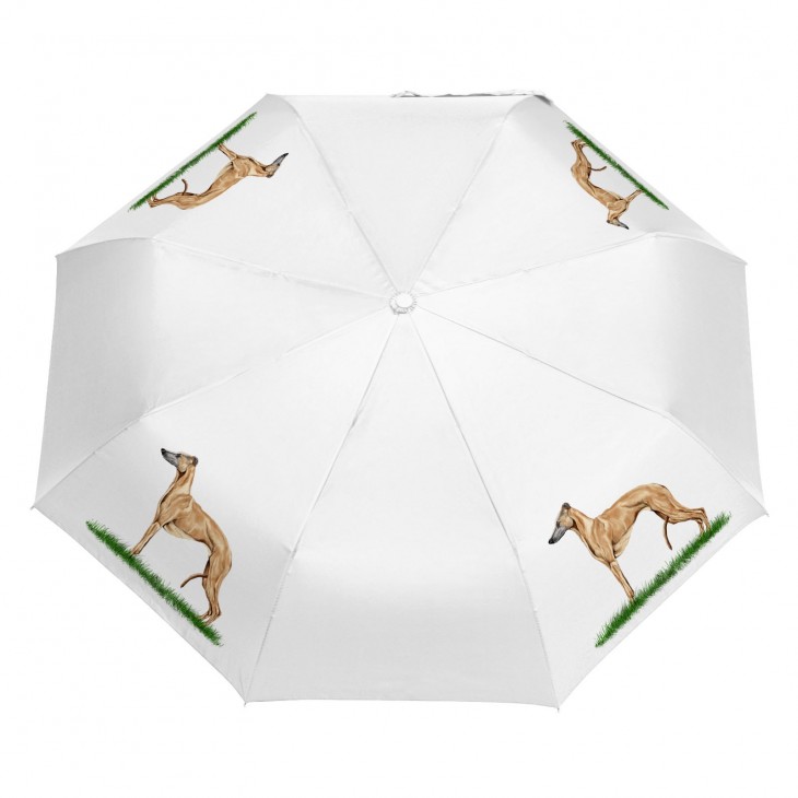 Parasol Border Collie