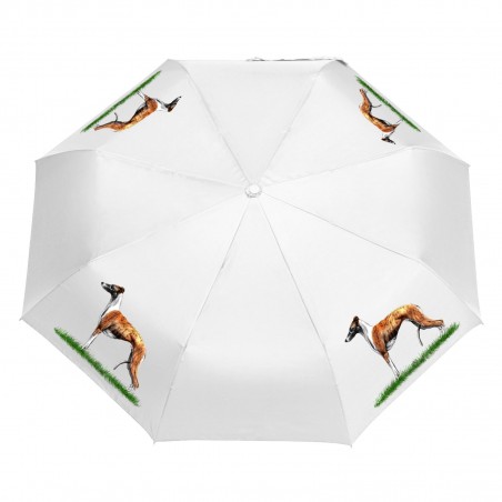 Parasol Border Collie