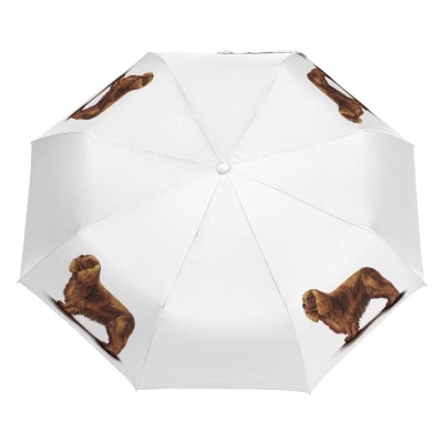 Parasol Border Collie