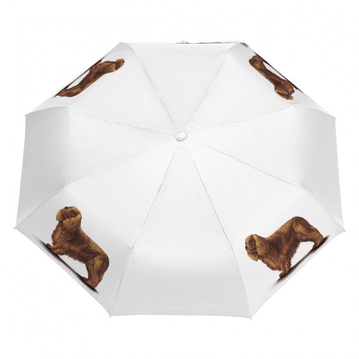Parasol Border Collie