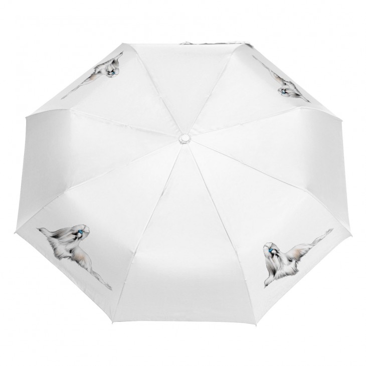 Parasol Border Collie