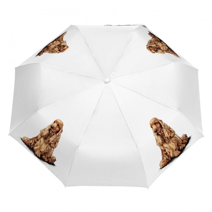 Parasol Border Collie