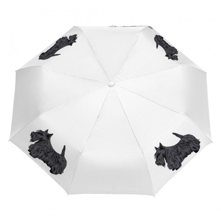 Parasol Border Collie