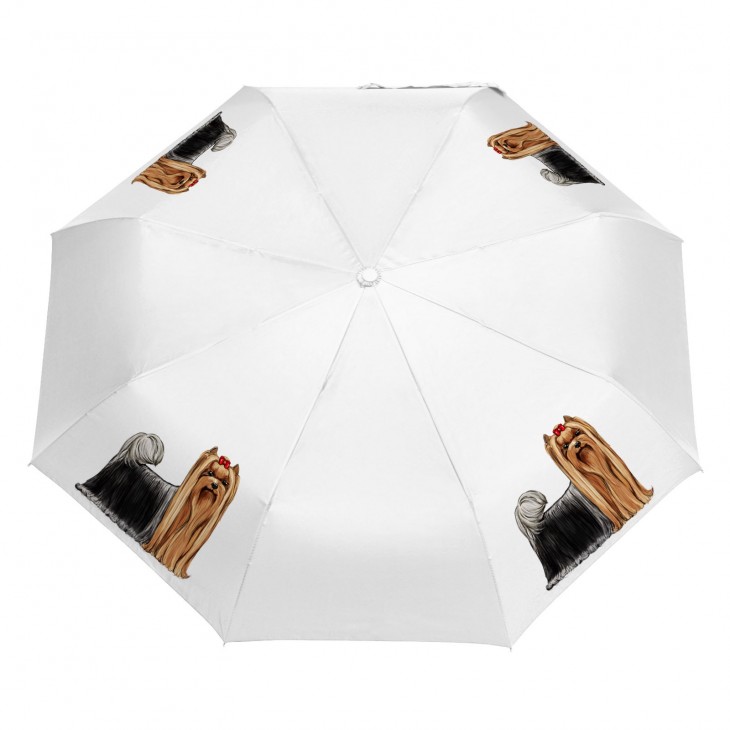 Parasol Border Collie