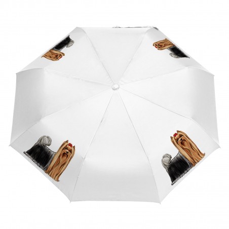 Parasol Border Collie