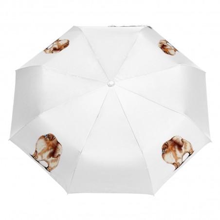 Parasol Pomeranian